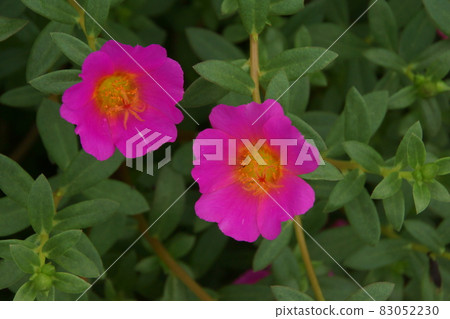 Portulaca 83052230