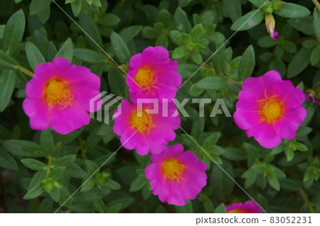 Portulaca 83052231