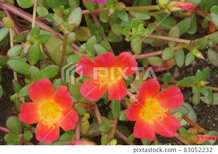 Portulaca 83052232