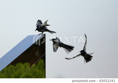 埼玉縣比木郡川島町下八林平成之森公園飛翔的大山雀的連續合成照片 83052241