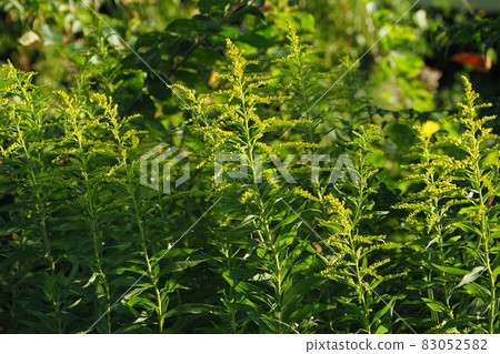 Seiitokawadassi Seiitokawadassi 83052582