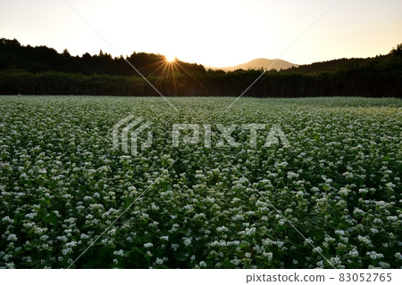蕎麥麵 蕎麥麵 83052765