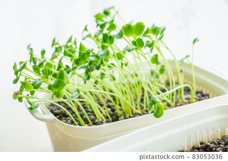 Hydroculture radish sprouts 83053036