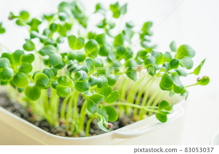 水培蘿蔔芽 水培蘿蔔芽 83053037