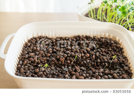 Hydroculture radish sprouts Hydroculture radish sprouts 83053038