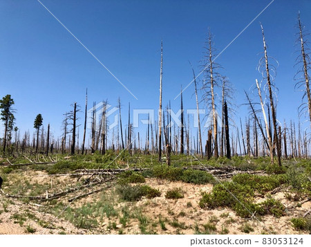 American Nature / Bryce Canyon National Park. A forest recovering from a forest fire. American Nature / Bryce Canyon National Park. A forest recovering from a forest fire. 83053124