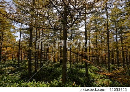 長野縣南佐久區佐久保町八千穗高原馬琴路的樺樹和落葉鬆的秋葉 83053223