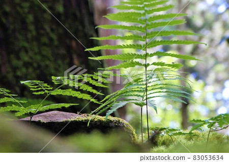 生長在森林裡的蕨類植物 83053634