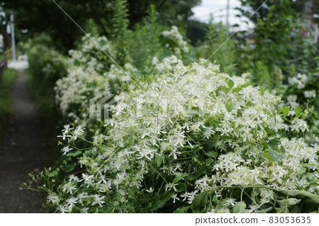 秋天在玉川渡槽中茂密生長的鐵線蓮 83053635