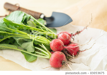 剛摘的蘿蔔 83053675