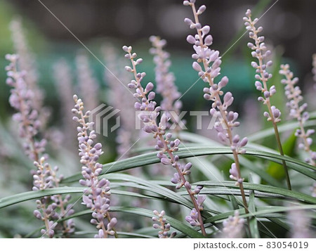 Yaburan的花 83054019