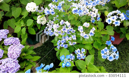 Hydrangea at Hasedera Temple in Kamakura 83054111