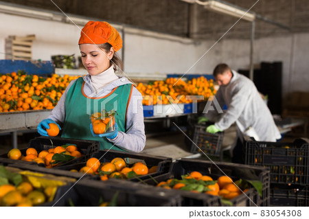 Female employee in colored uniform puts tangerines in packaging for sale Female employee in colored uniform puts tangerines in packaging for sale 83054308