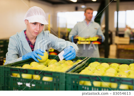 woman checking quality of apples in boxes 83054613