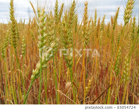 稻田中的小麥果實 83054724
