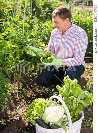 Man gardener during harvesting of peppers and other vegetables 83054796