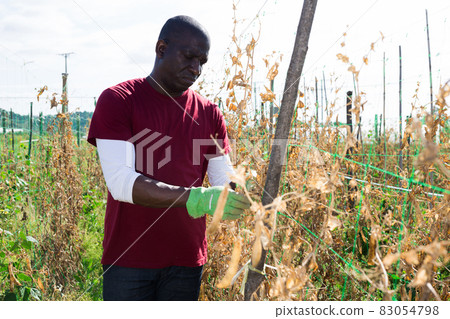 African American man picking ripe legumes 83054798
