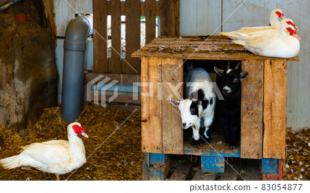 Ducks and goats in backyard of farm Ducks and goats in backyard of farm 83054877