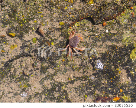 Sawa crab that settles in the irrigation canal 83055530