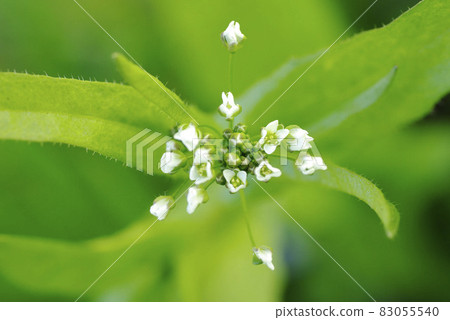 If you look closely at the flowers of shepherd's purse (pen pen grass), it's cute 83055540