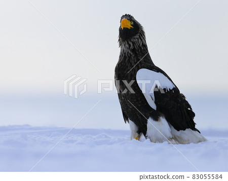 Steller's sea eagle standing on the snow Steller's sea eagle standing on the snow 83055584