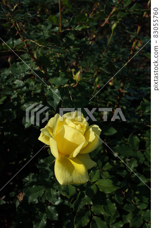 Yellow rose in full bloom Yellow rose in full bloom 83055760