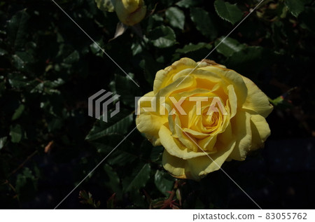 Yellow rose in full bloom Yellow rose in full bloom 83055762