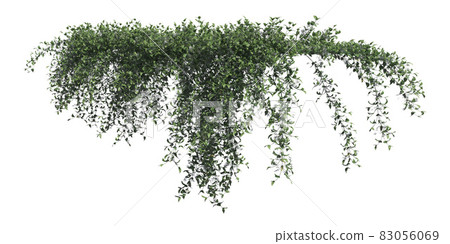Climbing plants creepers isolated on white background 3d illustration Climbing plants creepers isolated on white background 3d illustration 83056069