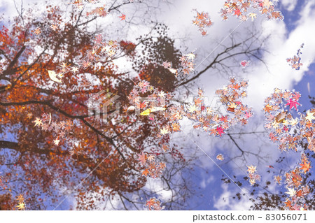 Autumn leaves on a pond Autumn leaves on a pond 83056071