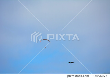Motor paragliders and birds Motor paragliders and birds 83056074
