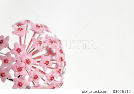 Ascidian (Sakuraran) flowers 83056113