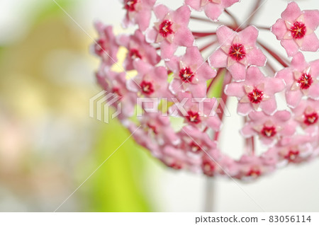 Ascidian (Sakuraran) flowers 83056114