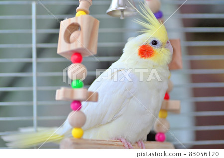 鞦韆上的玄鳳鸚鵡 鞦韆上的玄鳳鸚鵡 83056120
