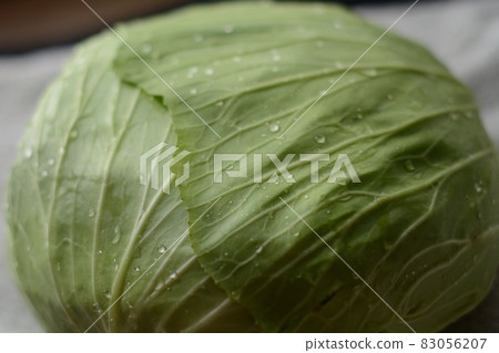 新鮮的白菜 83056207