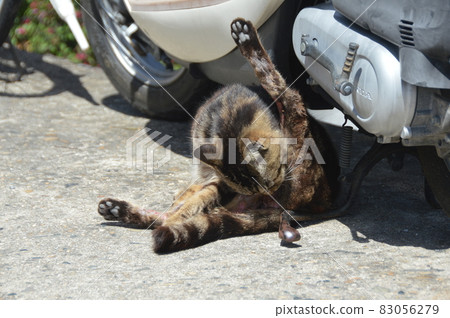 悠閒的貓（廣島縣尾道市） 83056279