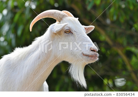 Itouzu no Mori Park "Goat" Itouzu no Mori Park "Goat" 83056434