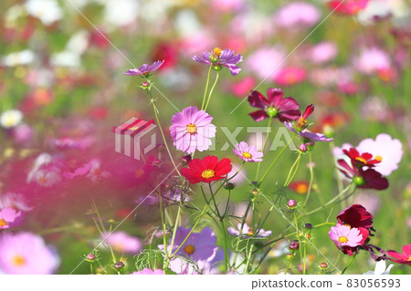 Colorful cosmos Colorful cosmos 83056593