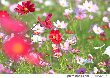 Colorful cosmos 83056594