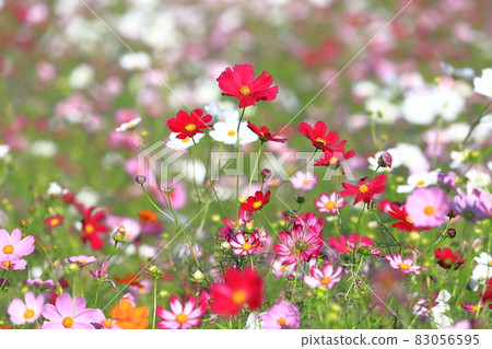 Colorful cosmos Colorful cosmos 83056595