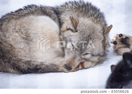 Wolf dignity and dignity Wolf dignity and dignity 83056626
