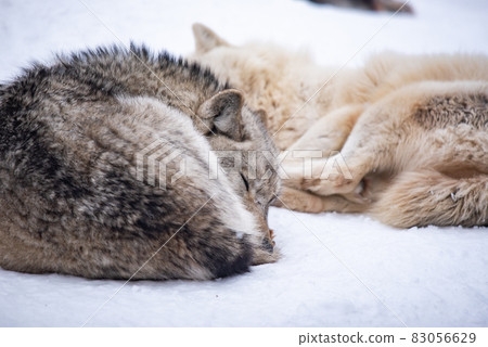 Wolf dignity and dignity 83056629