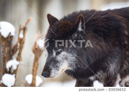 Wolf dignity and dignity Wolf dignity and dignity 83056632