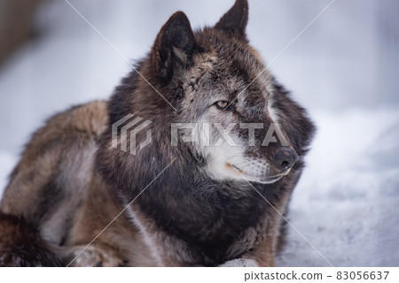 狼的尊嚴和尊嚴 狼的尊嚴和尊嚴 83056637