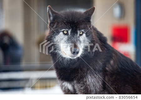 Wolf dignity and dignity Wolf dignity and dignity 83056654