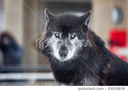 Wolf dignity and dignity 83056656