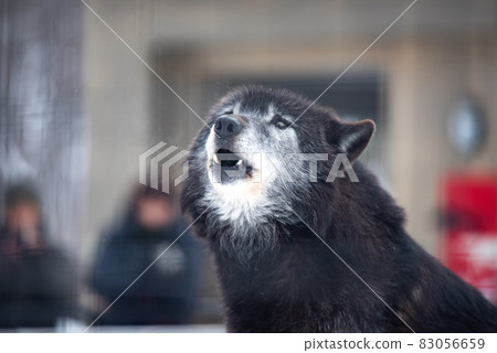 Wolf dignity and dignity Wolf dignity and dignity 83056659