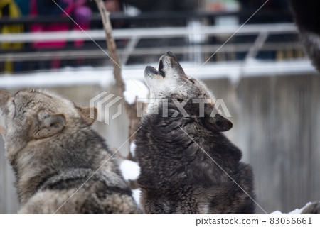 Wolf dignity and dignity Wolf dignity and dignity 83056661