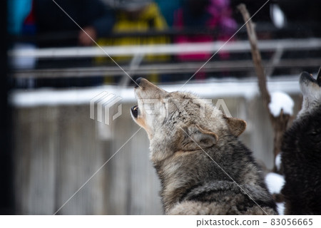 Wolf dignity and dignity Wolf dignity and dignity 83056665