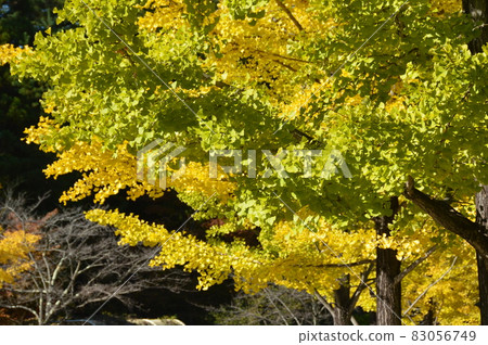 Ginkgo trees (Chichibu Muse Park / Chichibu city, Saitama Prefecture) 83056749