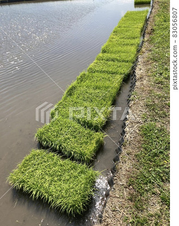 Seedlings waiting for rice planting in paddy fields Seedlings waiting for rice planting in paddy fields 83056807